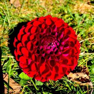 Meet your Posher, Em